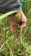 Lysimachia terrestris