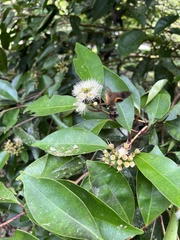 Macroglossum corythus