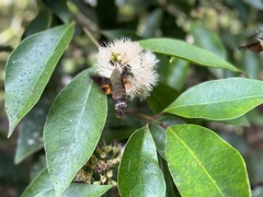 Macroglossum corythus