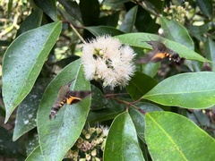 Macroglossum corythus