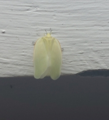 Flatida marginella