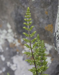 Cheilanthes hypoleuca
