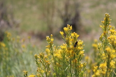 Hedriodiscus truquii