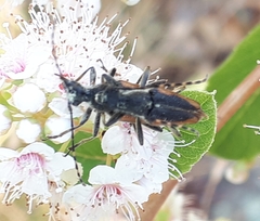 Brachyleptura brevis