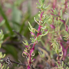 Neobassia proceriflora