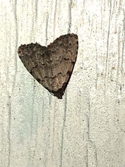 Dyspyralis puncticosta