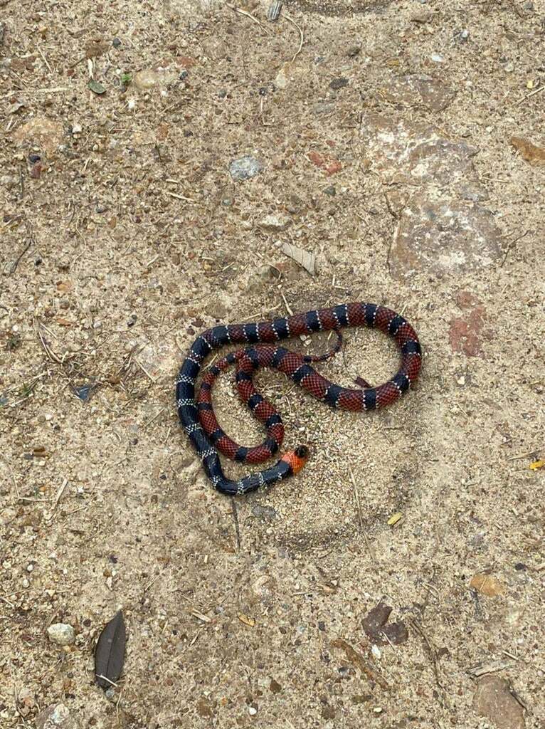Bibron's False Coral Snake