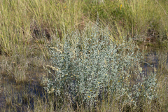 Chenopodium auricomum