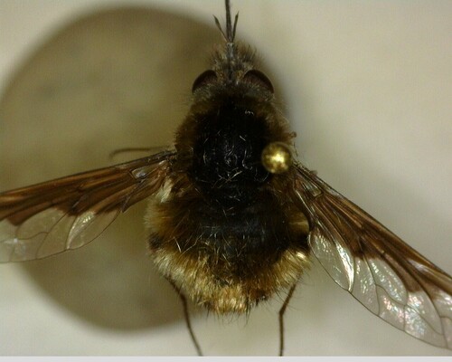 iNaturalist observation photo of Greater Bee Fly