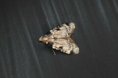 Aglossa costiferalis