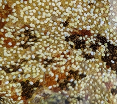 Nerita melanotragus