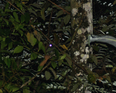 Nyctiphrynus rosenbergi