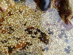 Nerita melanotragus