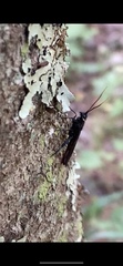 Urocerus cressoni