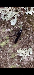 Urocerus cressoni