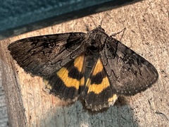 Catocala antinympha