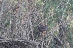 Parabuteo unicinctus