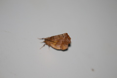 Selenia alciphearia