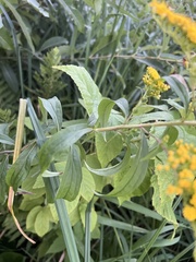 Solidago juncea