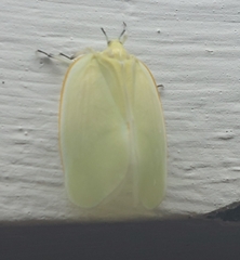 Flatida marginella