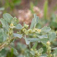 Atriplex muelleri