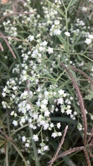 Parthenium bipinnatifidum