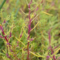 Neobassia proceriflora