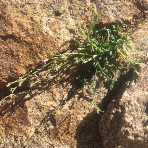 Black Canyon gilia (Aliciella pentstemonoides)