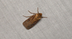 Agrotis vancouverensis