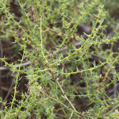 Sclerolaena muricata