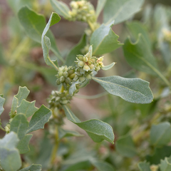 Atriplex muelleri
