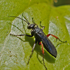 Episyron conterminus cressoni