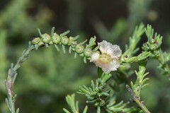 Maireana microphylla