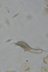 Chaetonotida
