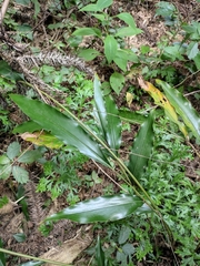 Alpinia japonica