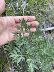 Lomatium brandegeei