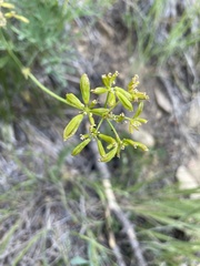 Lomatium brandegeei