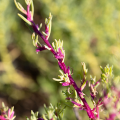Neobassia proceriflora
