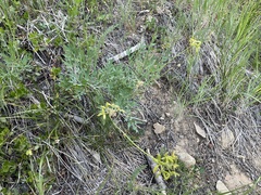Lomatium brandegeei
