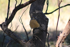 Turdus migratorius confinis