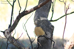 Turdus migratorius confinis