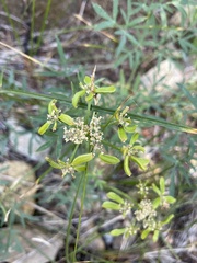 Lomatium brandegeei