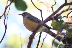 Turdus migratorius confinis