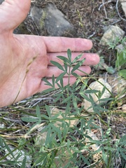 Lomatium brandegeei