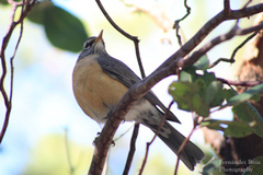 Turdus migratorius confinis