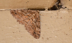 Neoalcis californiaria