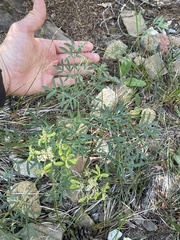 Lomatium brandegeei