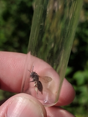Andrena virginiana
