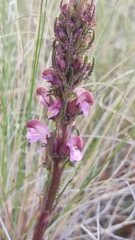Pedicularis mexicana