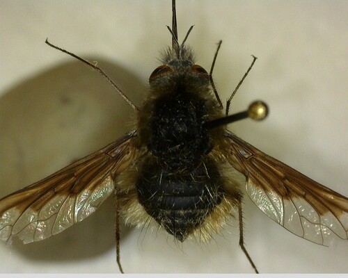 iNaturalist observation photo of Greater Bee Fly